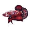 Betta: Copper Koi...